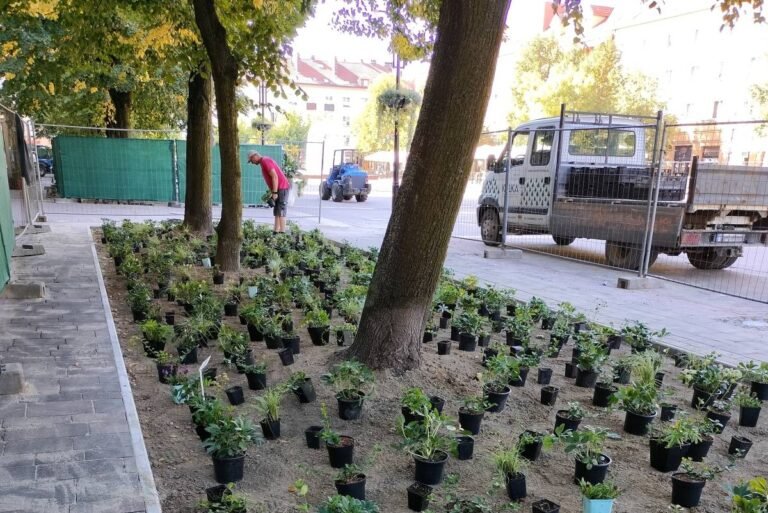Mniej betonu więcej zieleni. Miasto kończy zazielenienie Placu Baczyńskiego