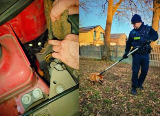 Nietypowe interwencje w Tychach. Kot w komorze silnika i ranny lis, który potrzebował pilnej pomocy
