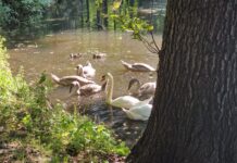 Miasto wyda ponad 14 mln zł na park w Tychach. Co się zmieni?