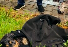 Tychy: Potrącony pies uratowany po kilku dniach. Pomogli mieszkańcy