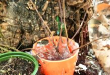 Tychy: W lesie porzucono terrarium z egzotycznymi owadami