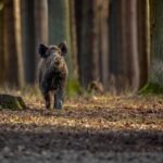 Dzik / fot. UM Tychy