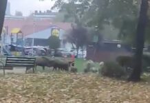 Dziki grasowały w niedzielę po Tychach. Jak miasto zamierza sobie radzić z tymi zwierzętami?