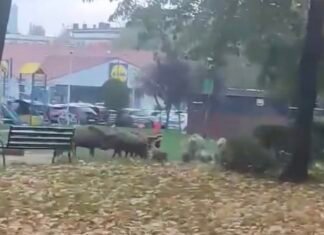 Dziki grasowały w niedzielę po Tychach. Jak miasto zamierza sobie radzić z tymi zwierzętami?