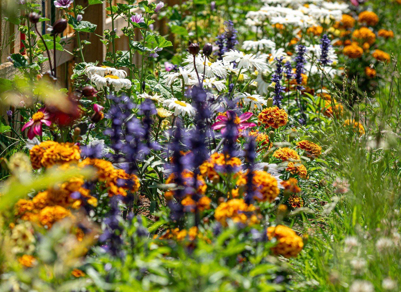 Tyszanie posieją łąki kwietne. W środę akcja ekologiczna w Parku Suble i przy ul. Hlonda