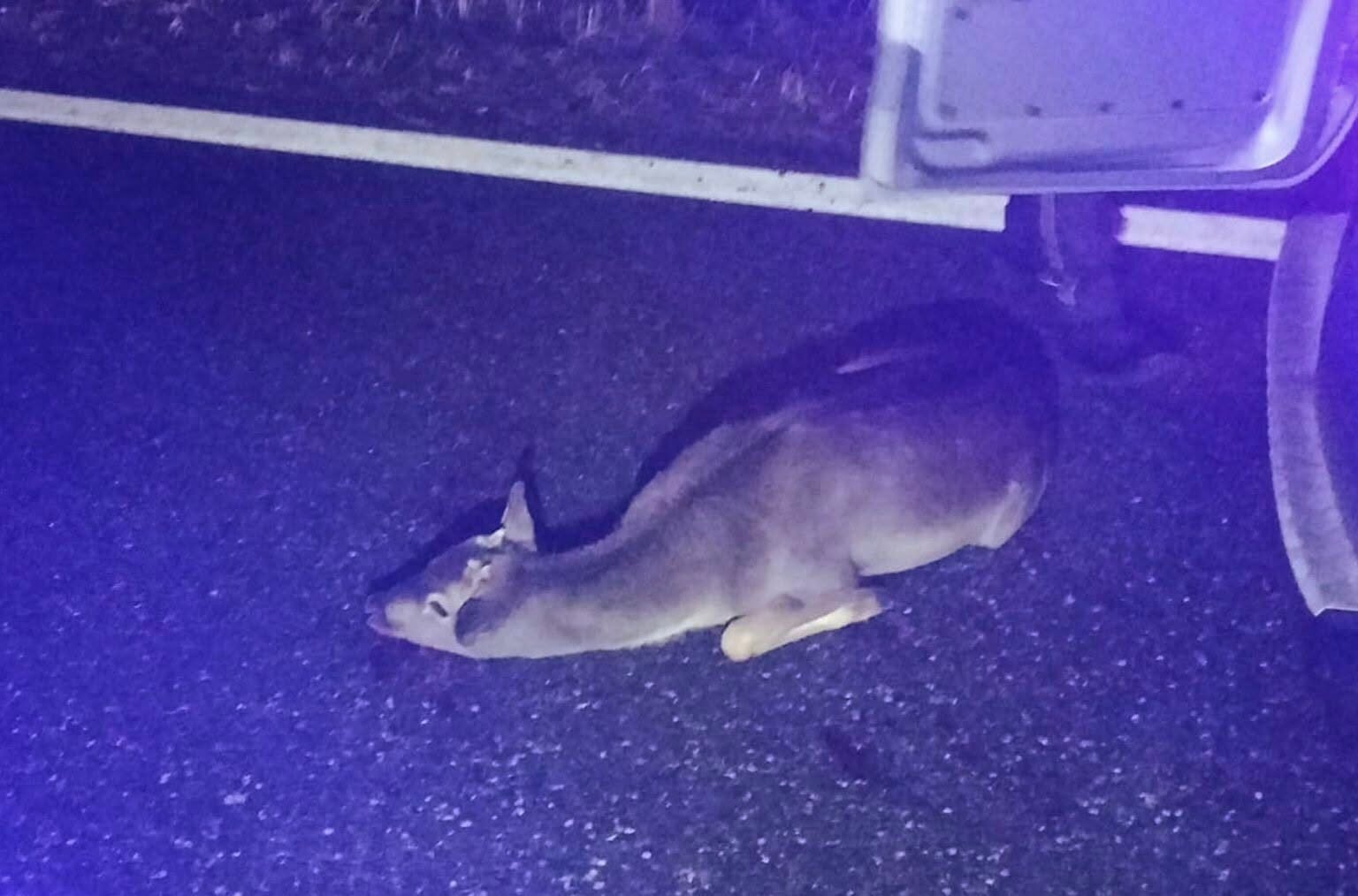 Tychy: Ratowali potrącone zwierzę na S1