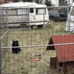 Ratowali psa w Tychach. Zwierzę na krótkim łańcuchu bez wody i jedzenia