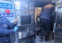 Tychy: Dwóch poszukiwanych listami gończymi zatrzymanych w piwnicy bloku