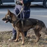 Śląska Policja tłumaczy się z wychudzonego psa. Jest pod kontrolą weterynarza, może pełnić służbę