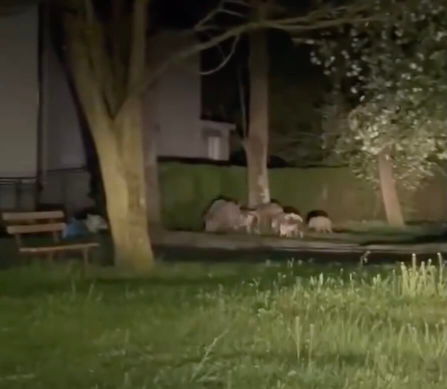 Dziki grasują po Tychach. Straż Miejska apeluje do mieszkańców