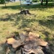 Wycięte drzewa w Parku Niedźwiadków / fot. użytkowniczka Tychy24.net