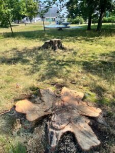 Wycięte drzewa w Parku Niedźwiadków / fot. użytkowniczka Tychy24.net