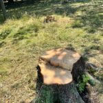 Wycięte drzewa w Parku Niedźwiadków / fot. użytkowniczka Tychy24.net