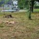 Park Niedźwiadków / fot. Tychy24.net